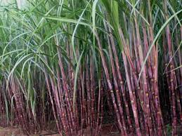 गन्ने का रस - Benefits of sugar cane