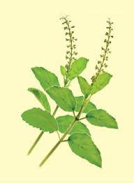 Why do people worship the Tulasi plant ? तुलसी 